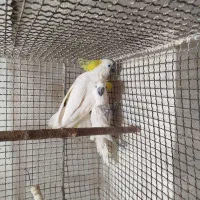 فروش دو عدد کاکادو ماده بالغ
