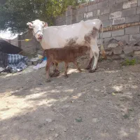 گاو هلشتاین