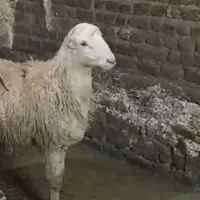 بره قوچ‌ قود سفید انتیک