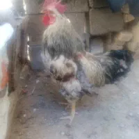 مرغ