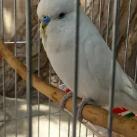 مرغ عشق|پرنده|پیشوا, |دیوار