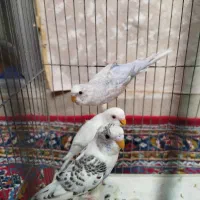 سه تا مرغ عشق نر