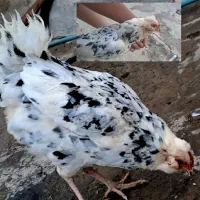 مرغ گلین جوان کرپ شده برا فروش