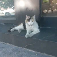 نظافتچی کار بلد