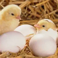 تخم مرغ نطفه دار