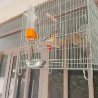 سهره قناری دهن لر