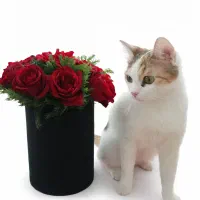 واگذاری گربه