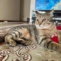 گربه ۵ ماهه پسر دی اس اچ