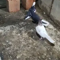 فروش کبوتر رنگی