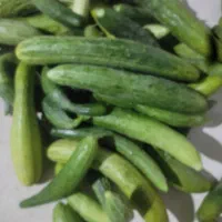 خیار محلی شمال