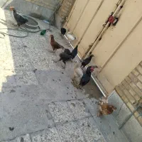 مرغ و خروس
