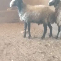 قوچ شال اصیل 3ساله