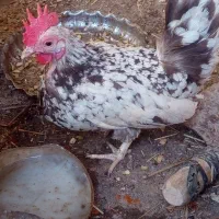خروس و مرغ زینتی چاپنی ز