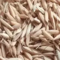 تخم جوی هاشمی