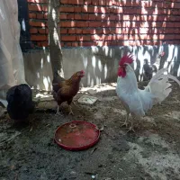 مرغ وخروس