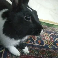 واگذاری خرگوش بامزه