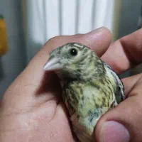 جوجه سهره قناری