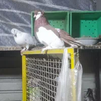 کبوتر دم چتری ونر یوولگا