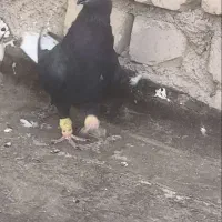 زاغ دم سفید ماده عروسک 12دمب