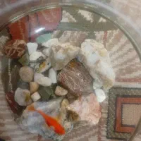 ماهی قرمز