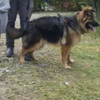سگ ژرمن ۹ماهه کینگ سایز
