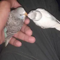 دوعدد مرغ عشق کوچک