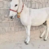 الاغ نر واسه کشش