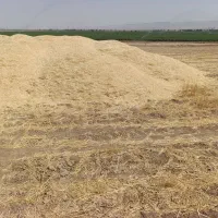کاه گندم دیم