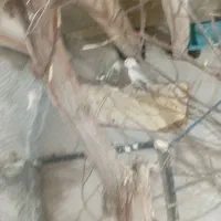 برزیلی