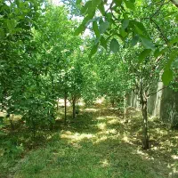 باغ ویلا شاهنامه ۷۶ امتیاز  کامل بزرگ و زیبا