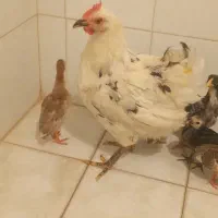 مرغ