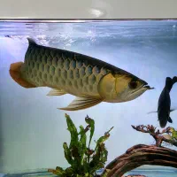 اروانا گلدان گرید A  شناسنامه دار