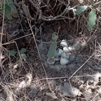 کبوتر