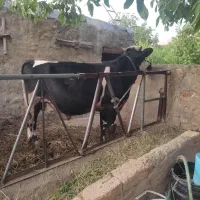 ۱عدد گوساله نر نژاد هلشتاین