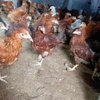 نیمچه مرغ و خروس محلی گلپایگانی ۳ماهه(تخم گزار)|حیوانات مزرعه|رشت, یخسازی|دیوار
