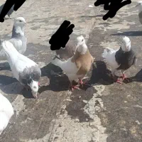 طوقی کاکل بدون  پاپر ماده و سینه ای  جفت