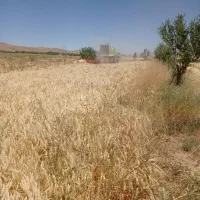 پرس گندم