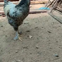 خروس