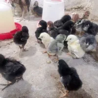 جوجه لاری با بهترین مولدها