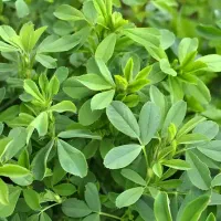 یونجه درجه ا بدون گیاه