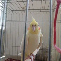 گمشده
