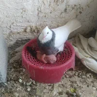 طوقی|پرنده|خورموج, |دیوار