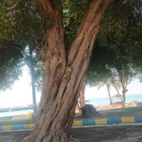 خریدار و برش رایگان درخت و نخل