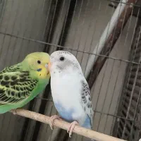 یه جفت مرغ عشق مولد با دو تا جوجه