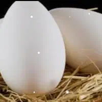 تخم غاز نطفه دار
