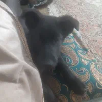 ژرمن شپرد بلک.دوماهه