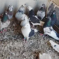 کبوتر