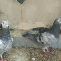 کبوترفروشی