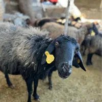دام رایگان ۲۴ تومن( پیام بده ضرر نداره