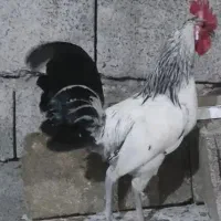 خروس